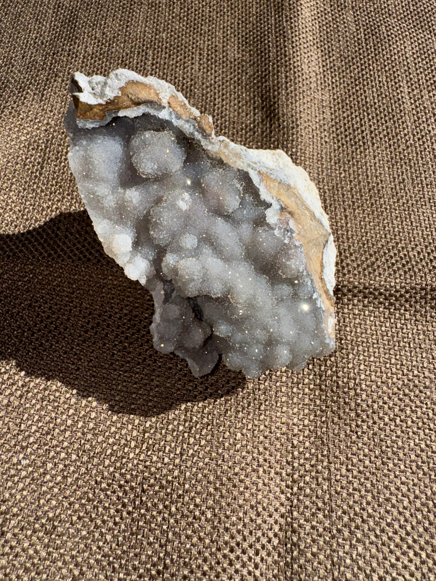 Agatized Coral Fossil