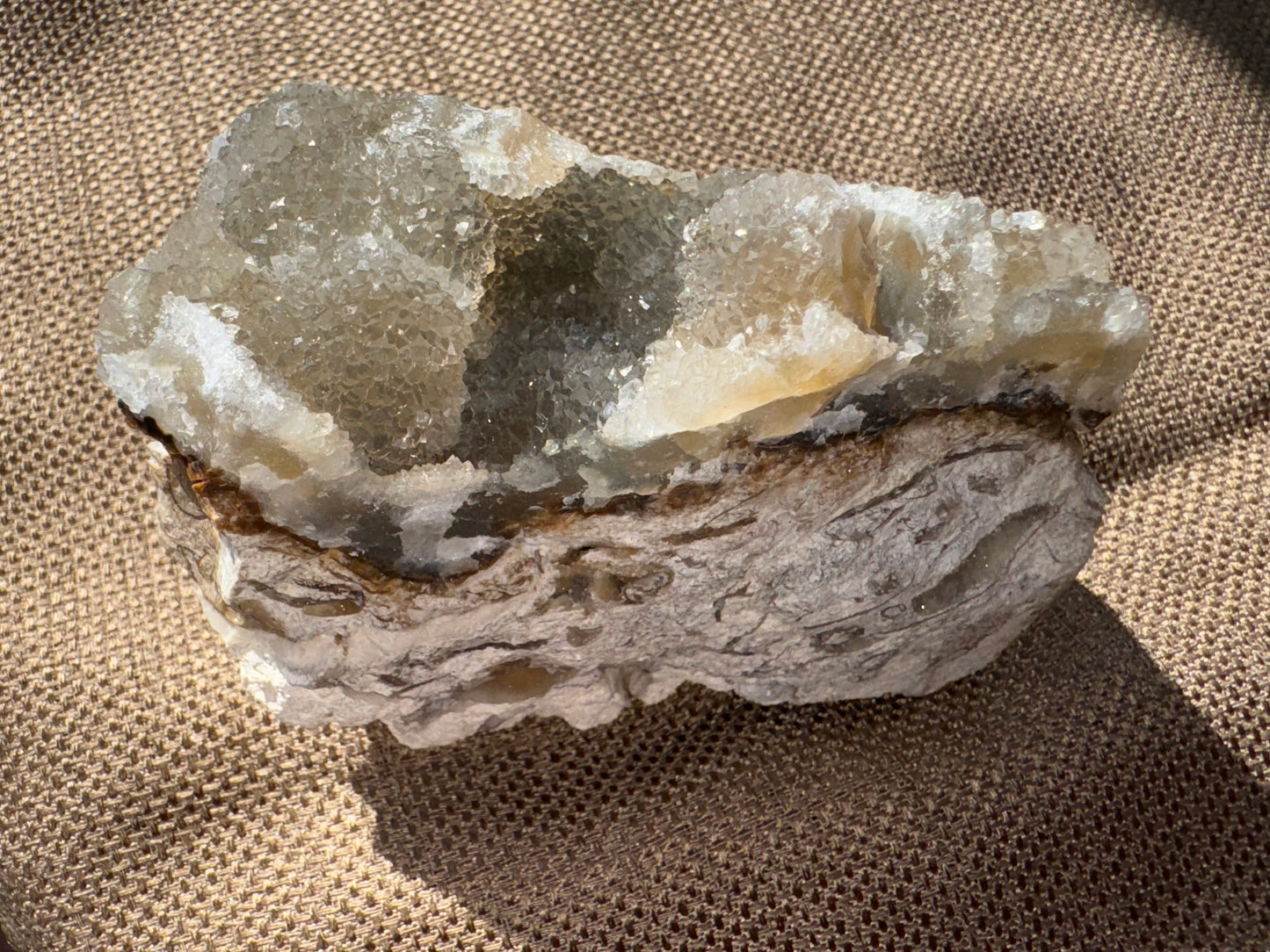 Agatized Coral Fossil