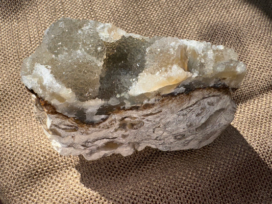 Agatized Coral Fossil