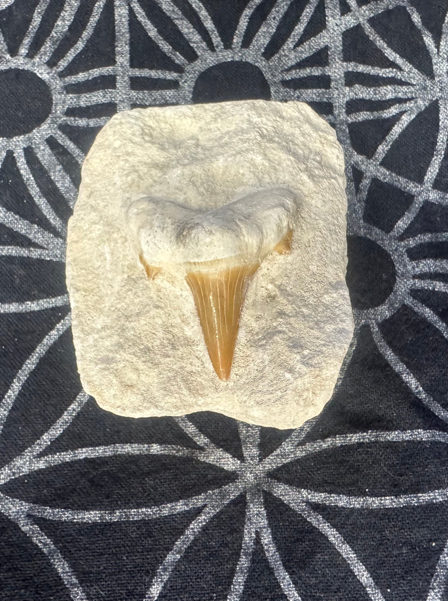 Fossilized Shark Tooth on Matrix