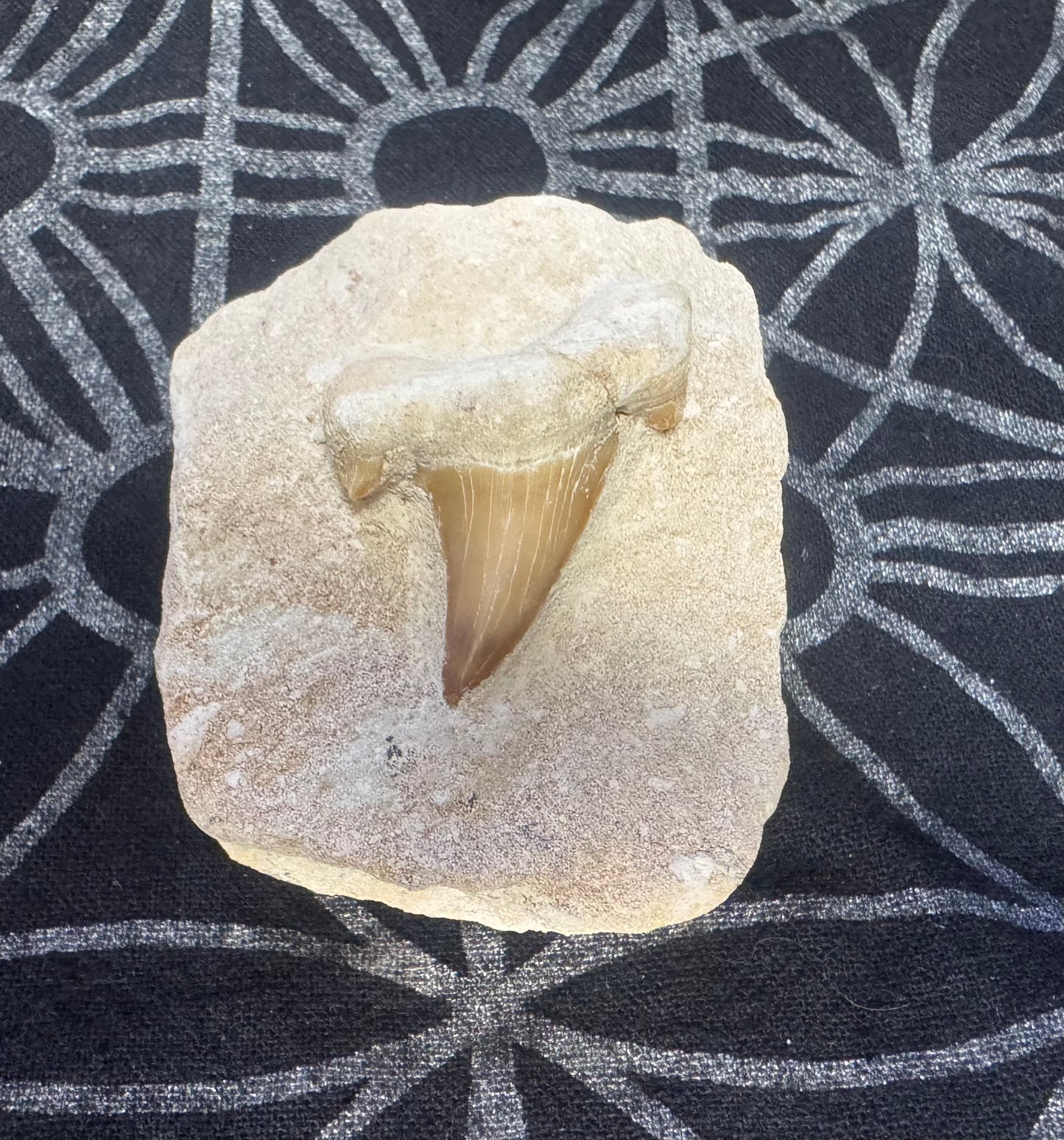 Fossilized Shark Tooth on Matrix