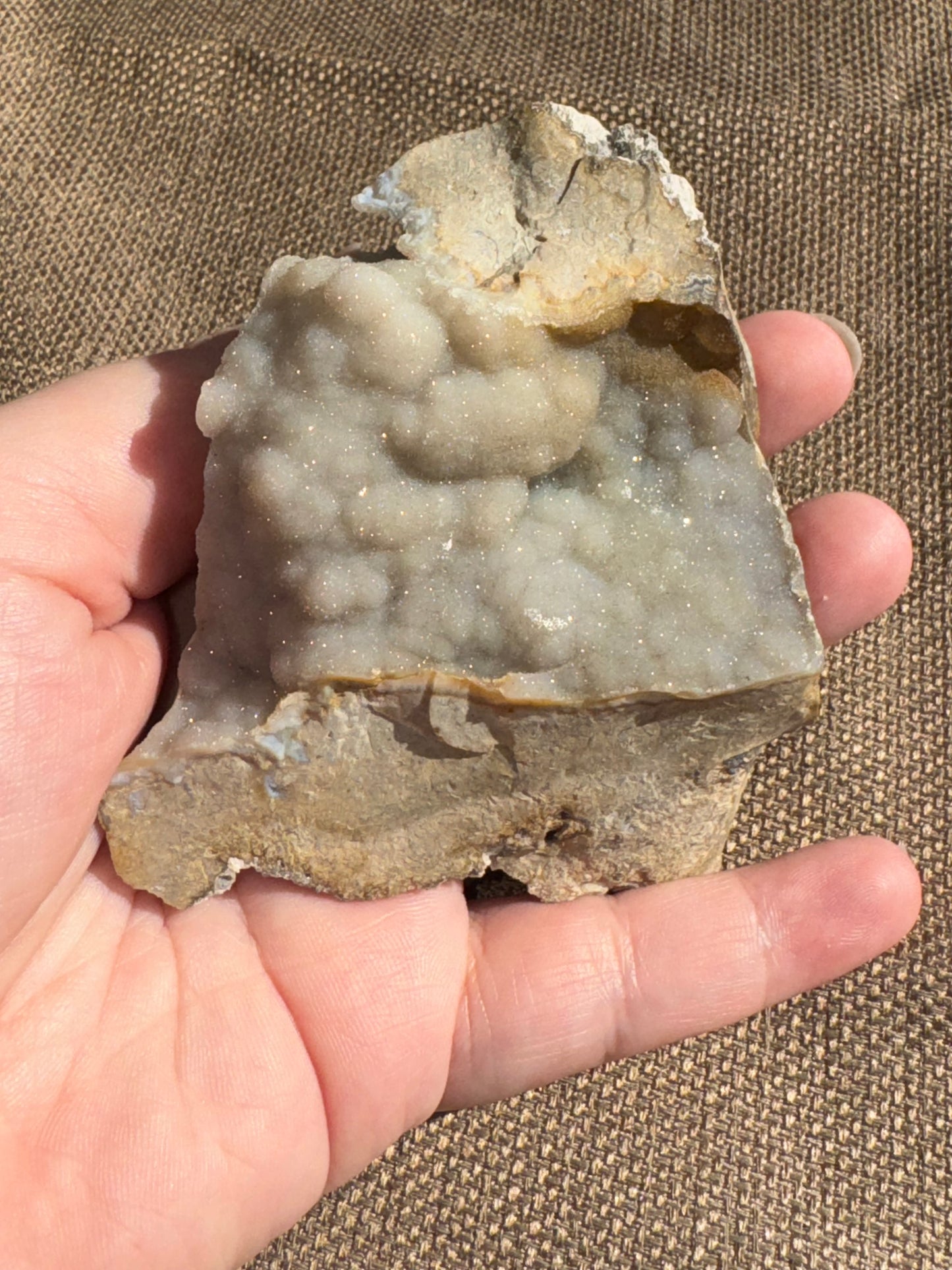 Agatized Coral Fossil
