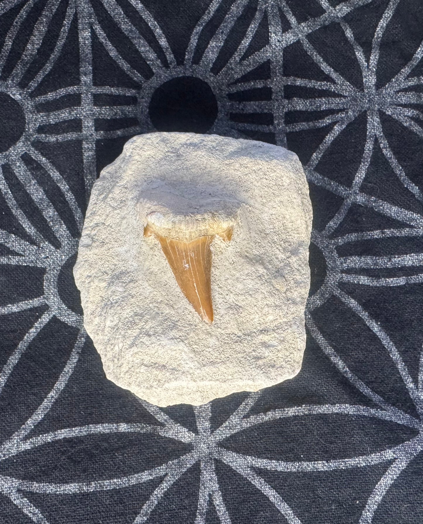 Fossilized Shark Tooth on Matrix