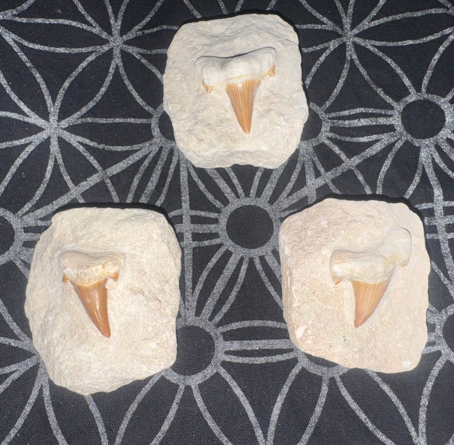 Fossilized Shark Tooth on Matrix